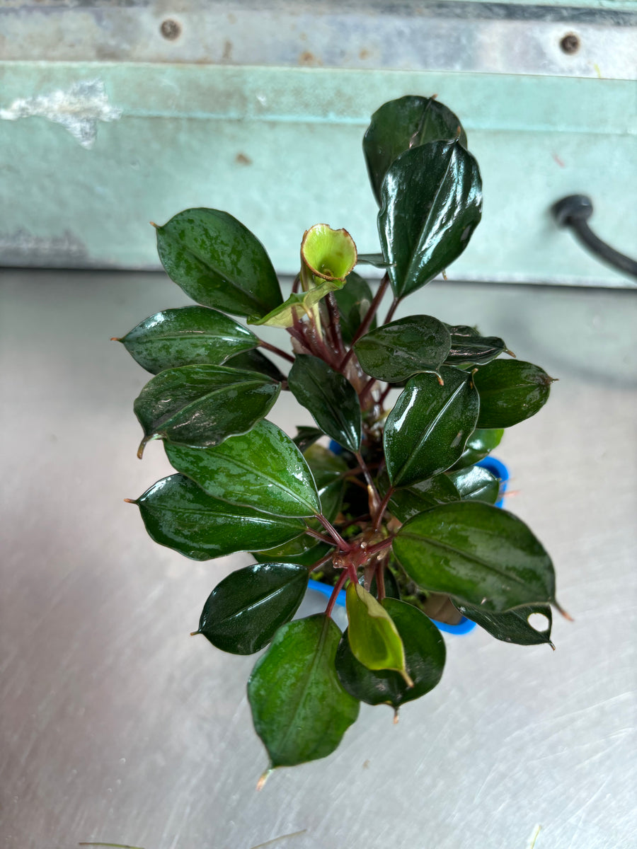 Bucephalandra Red Heart – Capricorn Aquarium