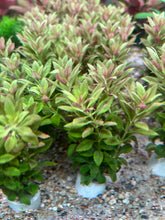 Load image into Gallery viewer, Limnophila Aromatica Mini
