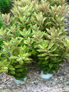 Limnophila Aromatica Mini