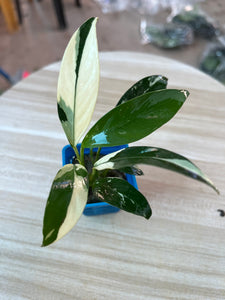 Anubias Heterophylla sp. White