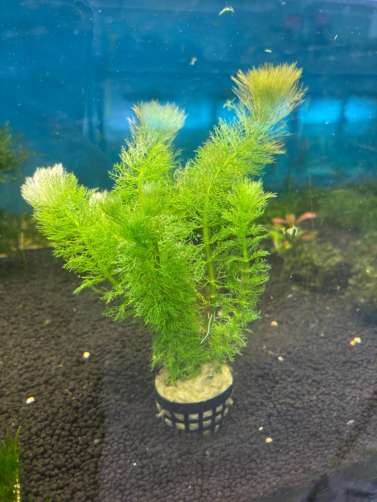 Limnophila Aquatica
