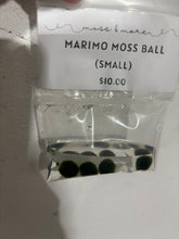 Load image into Gallery viewer, Marimo Moss Ball (small)
