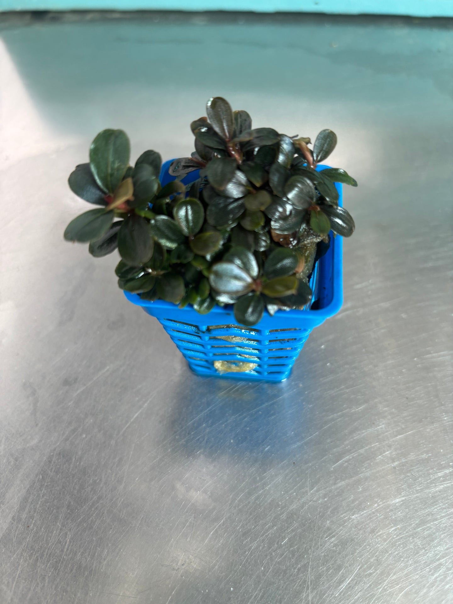 Bucephalandra sp. Neo