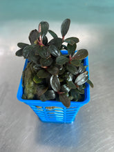 Load image into Gallery viewer, Bucephalandra sp. Neo
