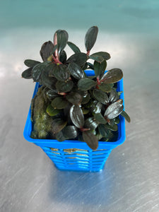 Bucephalandra sp. Neo