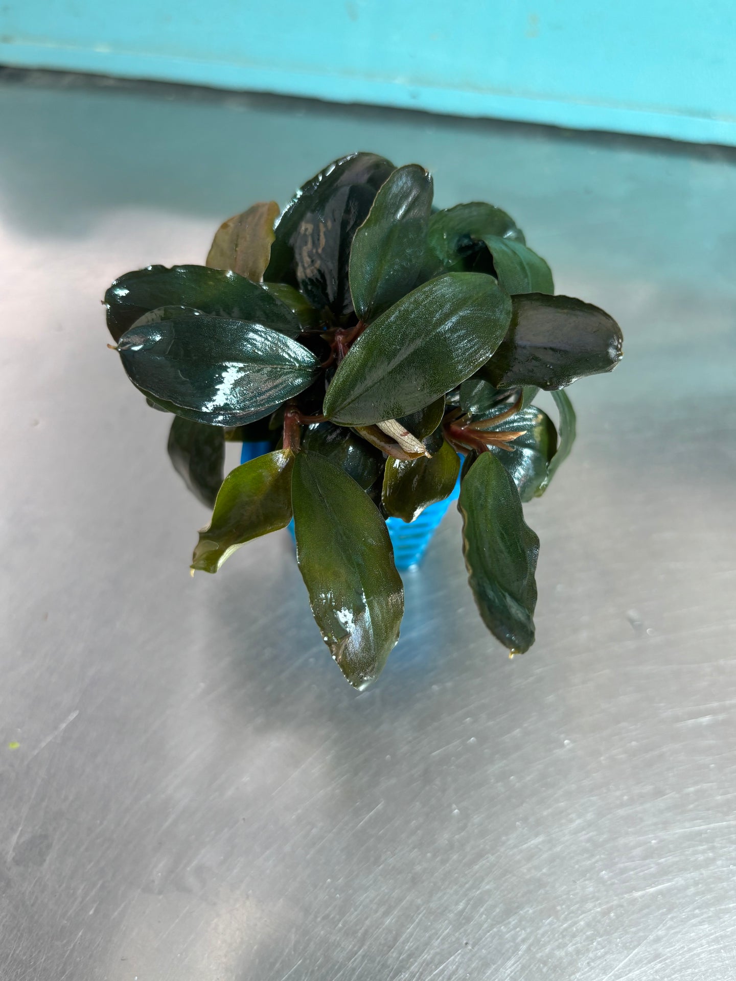 Bucephalandra sp. Lagoon