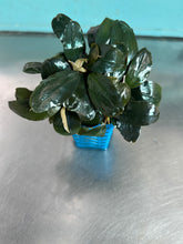 Load image into Gallery viewer, Bucephalandra sp. Lagoon
