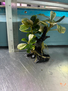 Bucephalandra Pink Melawi (Tie on mini wood)