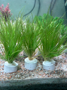 Blyxa Japonica