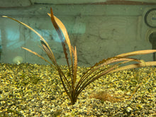 Load image into Gallery viewer, Cryptocoryne Spiralis Tiger
