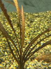 Load image into Gallery viewer, Cryptocoryne Spiralis Tiger
