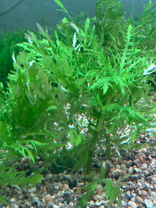 Hygrophila Difformis