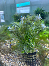 Load image into Gallery viewer, Hygrophila Difformis
