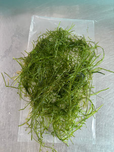 Java moss (Vesicularis dubyana)(Packet)