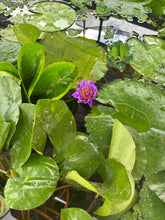 Load image into Gallery viewer, Nymphaea Water Lily
