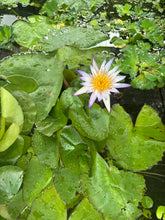 Load image into Gallery viewer, Nymphaea Water Lily
