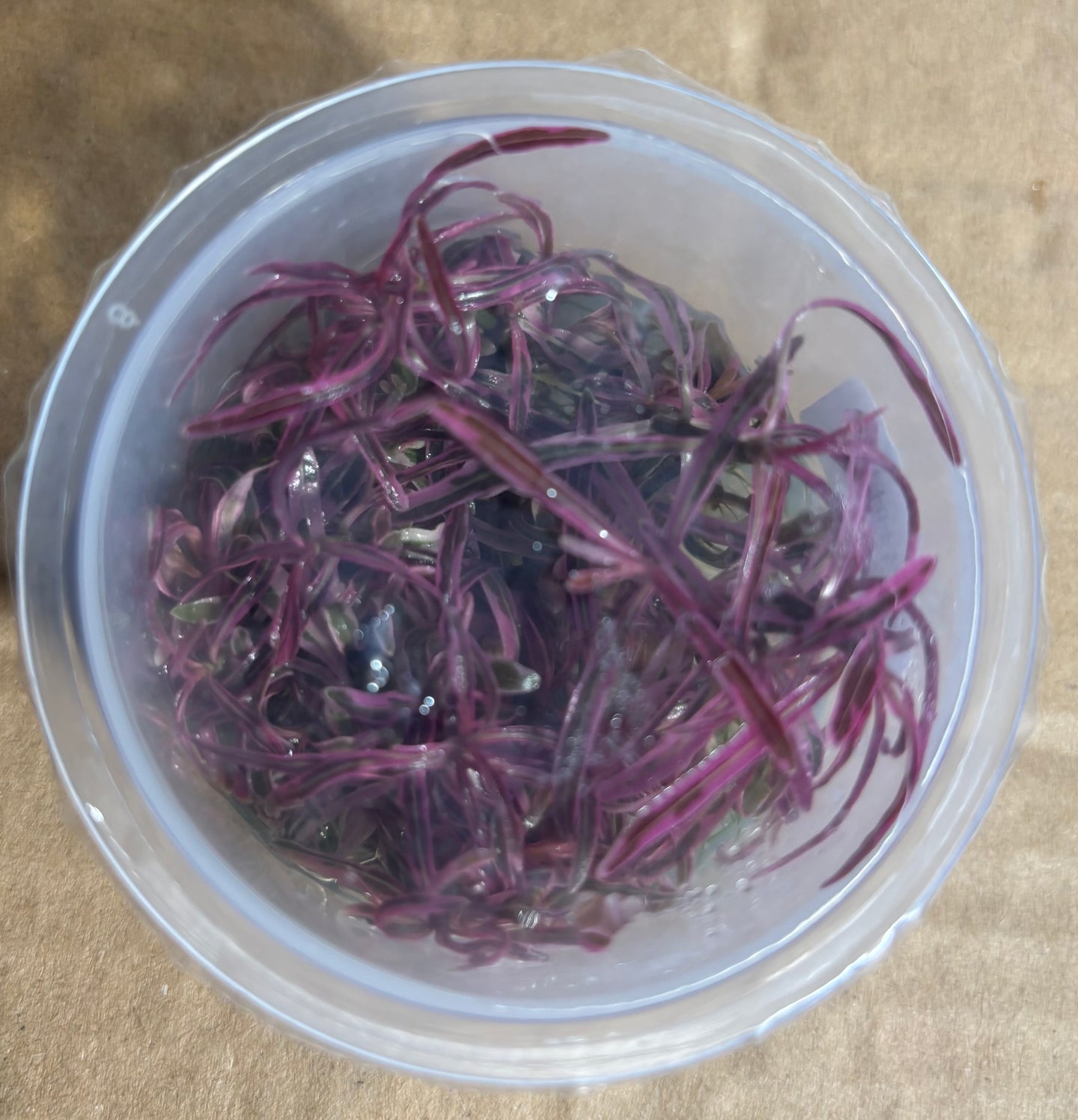 Hygrophila Chai (Tissue Cup)