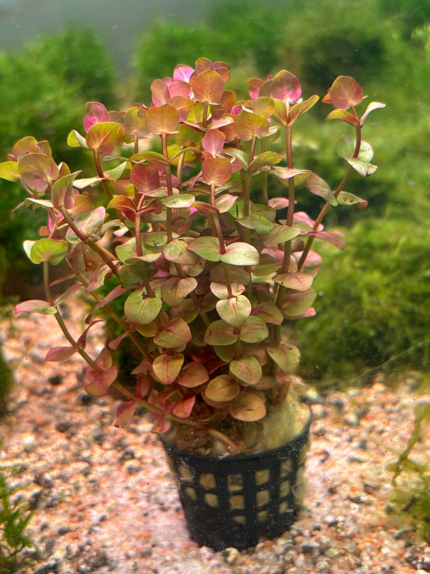 Rotala Macrandra Narrow