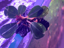 Load image into Gallery viewer, Bucephalandra Tomago
