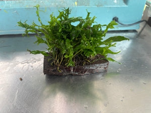 Microsorium pteropus windelov