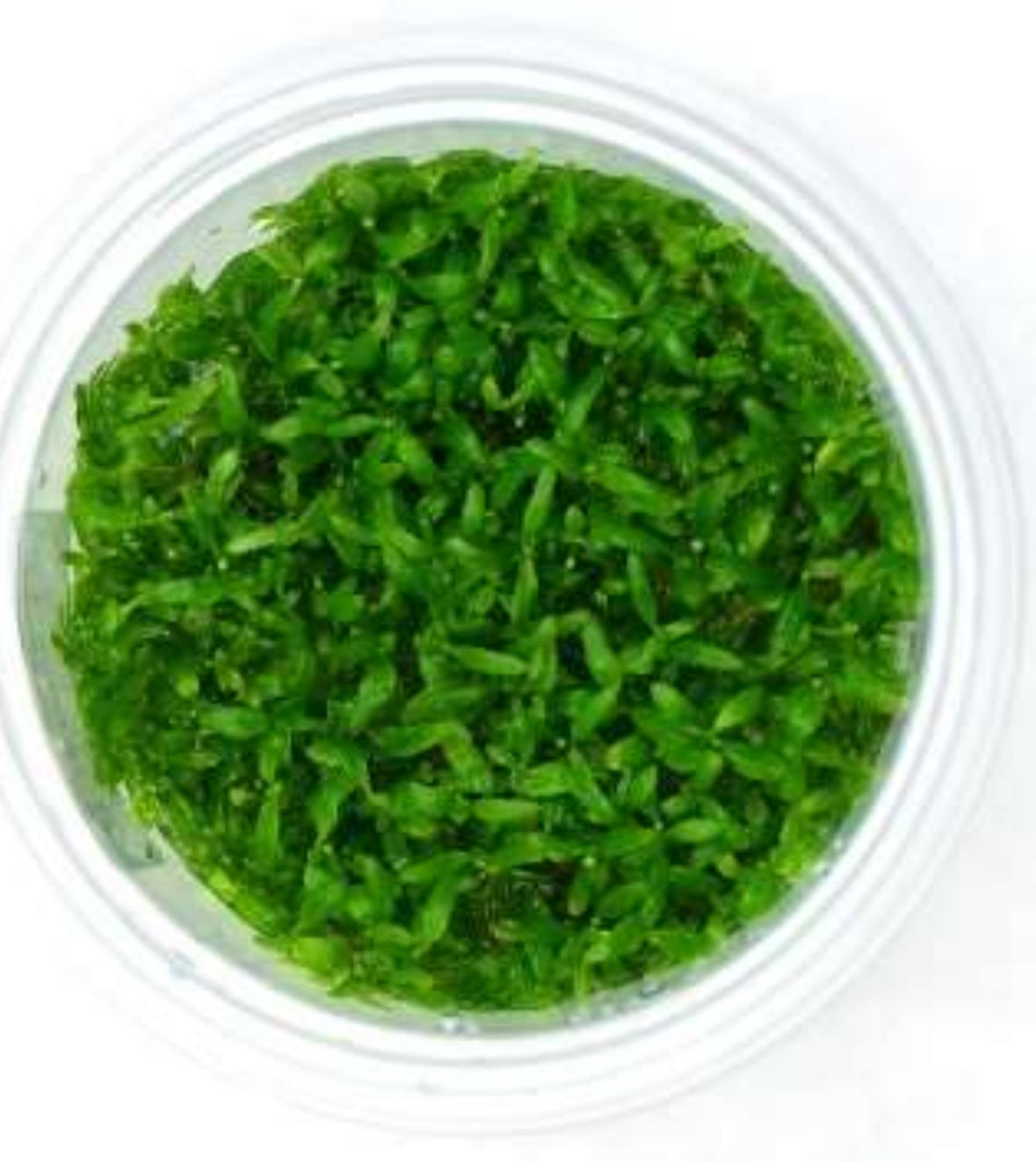 Elatine Triandra (TC)