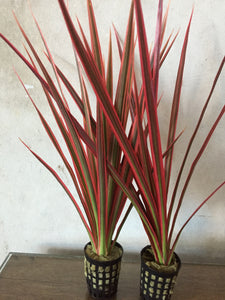 Draceana Marginata ‘Colorama’