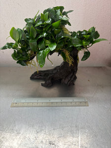 Anubias Nana (Bonsai Tree) – Capricorn Aquarium