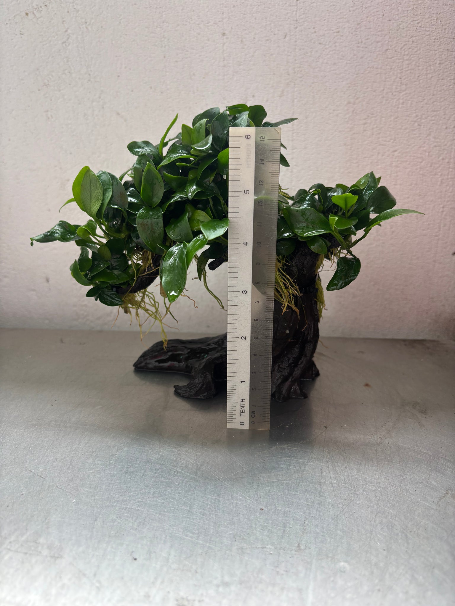 aquarium bonsai tree uk Anubias Nana (Bonsai Tree) – Capricorn Aquarium