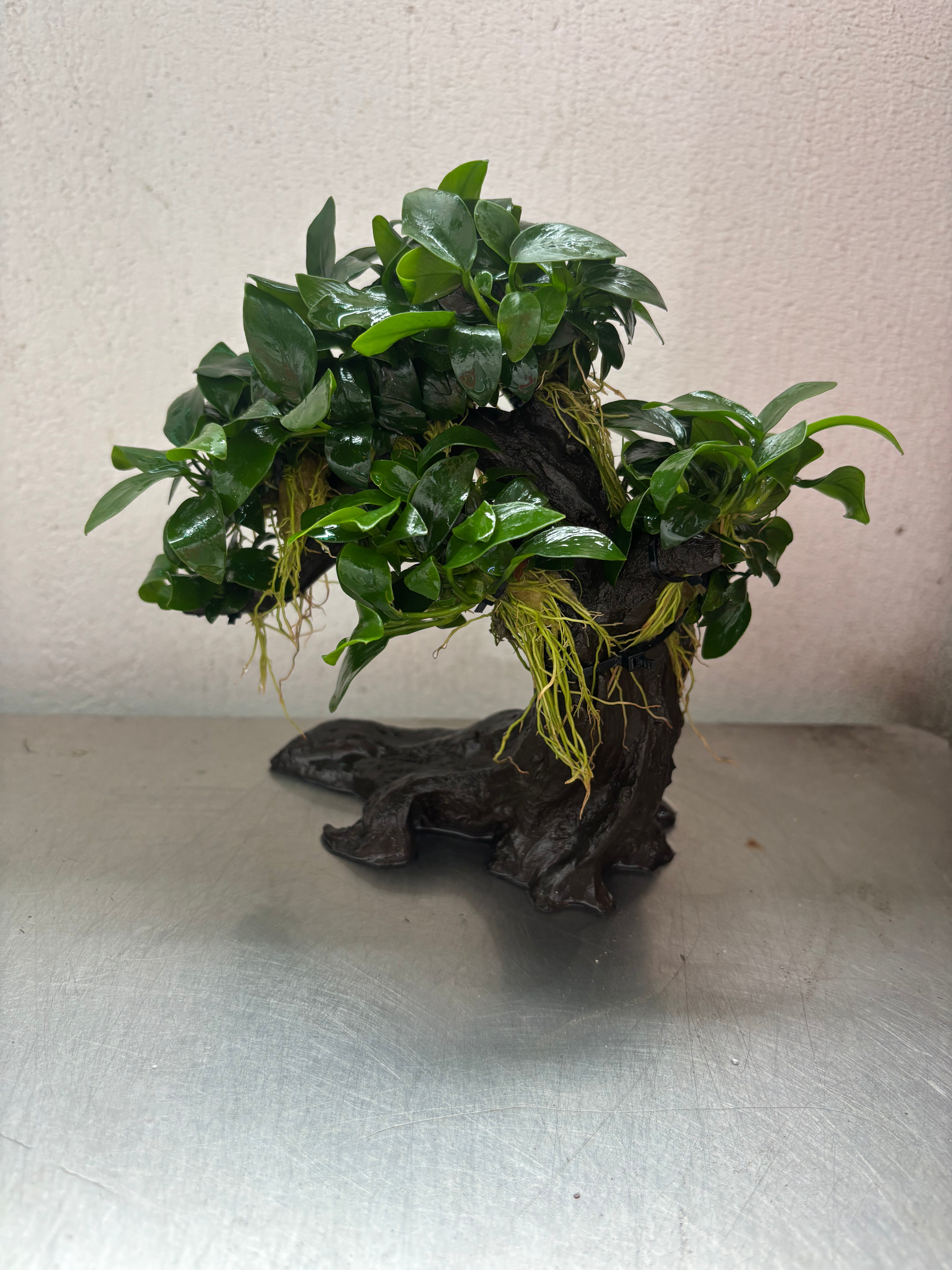 anubias bonsai tree Anubias Nana (Bonsai Tree)
