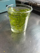 Load image into Gallery viewer, Guppy Grass
