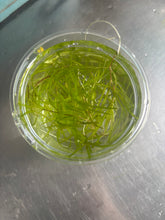 Load image into Gallery viewer, Guppy Grass
