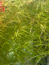 Load image into Gallery viewer, Guppy Grass
