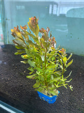 Load image into Gallery viewer, Ludwigia Inclinata
