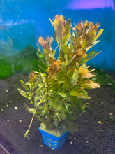 Load image into Gallery viewer, Ludwigia Inclinata
