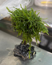 Load image into Gallery viewer, Mosses (1 branch)
