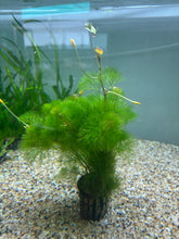 Load image into Gallery viewer, Cabomba Aquatica
