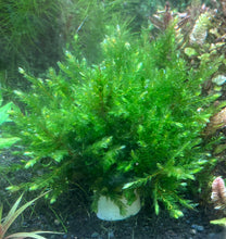 Load image into Gallery viewer, Giant Willow Moss
