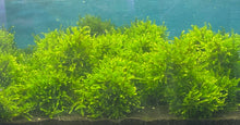 Load image into Gallery viewer, Giant Willow Moss
