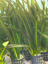 Load image into Gallery viewer, Vallisneria Leopard
