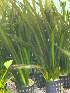 Vallisneria Leopard