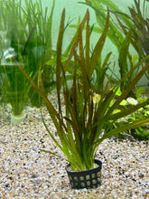 Load image into Gallery viewer, Vallisneria Leopard
