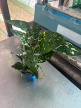 Load image into Gallery viewer, Anubias Barteri Variegated
