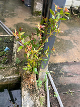 Load image into Gallery viewer, Water Bayberry
