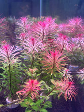Load image into Gallery viewer, Ludwigia Meta
