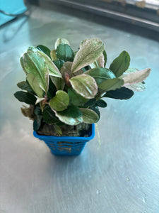 Bucephalandra Pink Melawi