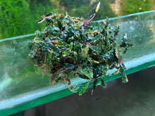 Load image into Gallery viewer, Bucephalandra Mini Velvet Tegua
