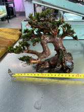 Load image into Gallery viewer, Mini Fissiden (Bonsai Tree)
