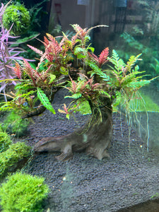 Hygrophila Pinnatifida (Tree)