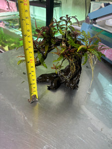 Hygrophila Pinnatifida (Tree)