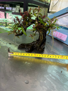 Hygrophila Pinnatifida (Tree)